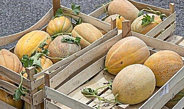 Melon adalah buah atau buah - penerangan dan ciri buah