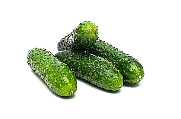 Gunnar F1 cucumbers: description with photos, cultivation and care technology