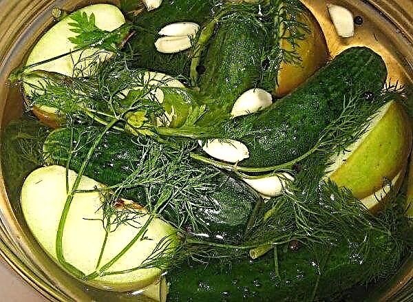 Heet gezouten komkommers: de beste recepten, snel koken, voor een klassiek recept met knoflook