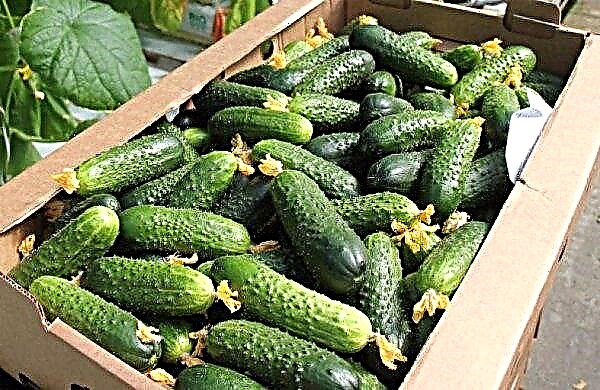 Variety of cucumbers Nezhinsky: characteristics and description, features of growing, photo