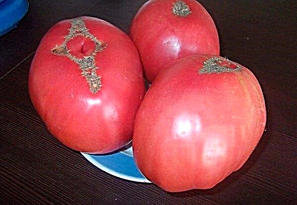 Tomato "Alsu": keterangan dan ciri varietas dengan foto, hasil, penanaman, penanaman dan ciri perawatan, video