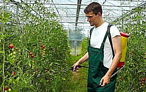 Bearbetning av tomater "Fitosporin" (i ett växthus, i öppen mark): beredning av lösningen och användningsfunktioner, video