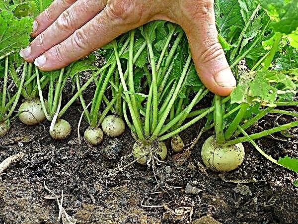 Is radish and turnip the same thing? Description and features of vegetables, photos