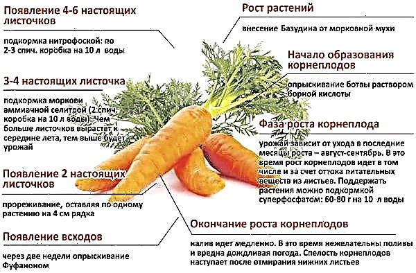 Cómo sembrar zanahorias, para no adelgazar entonces, métodos para plantar zanahorias en campo abierto