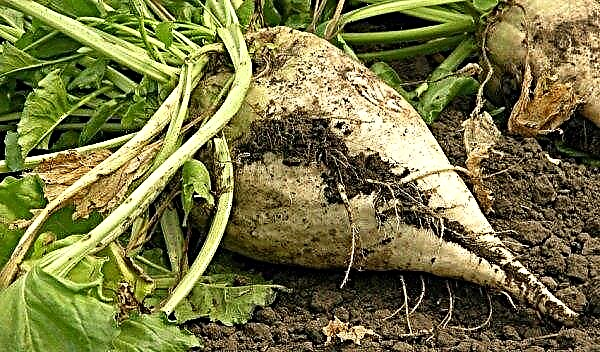 Sugar beets: description, varieties, benefits and harms, cultivation, harvesting