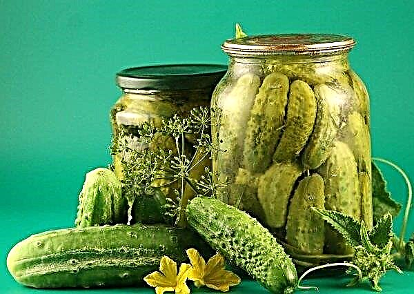 Cucumbers without vinegar for the winter: the best recipes, step-by-step cooking with photos, video