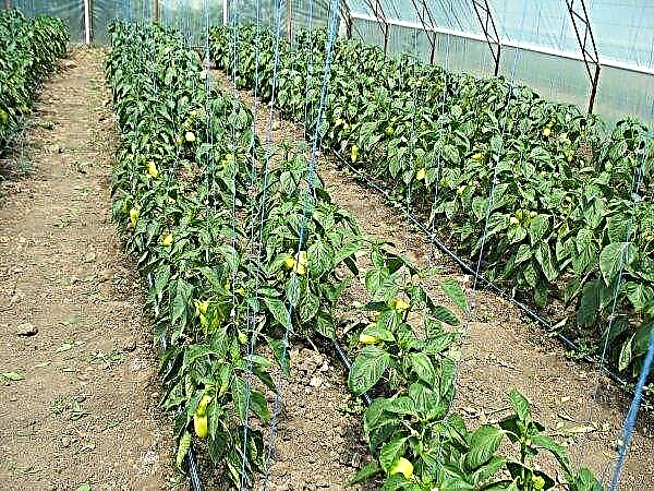 How to properly form peppers in a greenhouse - step by step video, photo