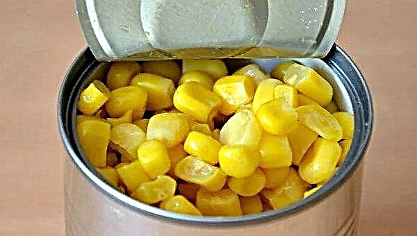 Canned corn: benefits and harms to health, the human body, while losing weight