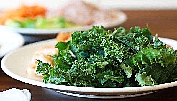 Zelje Kale: opis, značilnosti gojenja in skrb za sorto, kuhanje, fotografija