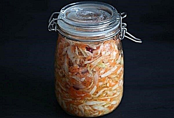 Sauerkraut during pregnancy: is it possible to eat, the benefits and harms, how to eat?