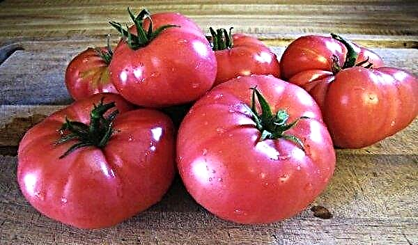 الطماطم "Mikado pink": خصائص ووصف الصنف ، الصورة ، المحصول ، الزراعة والرعاية