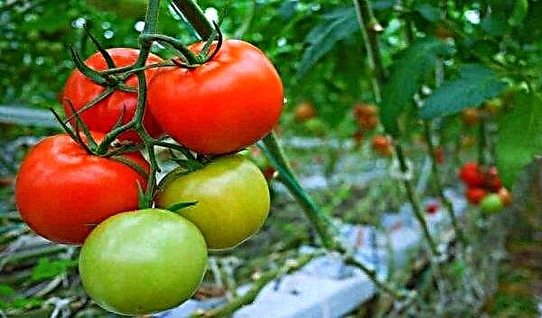 Caramelo de tomate F1: descrição e características, cultivo e cuidado da variedade, produção, foto