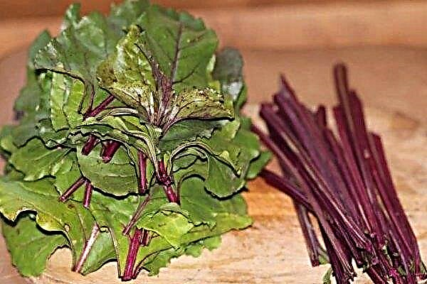 Beet tops: benefits and harms to health, human body, winter recipes