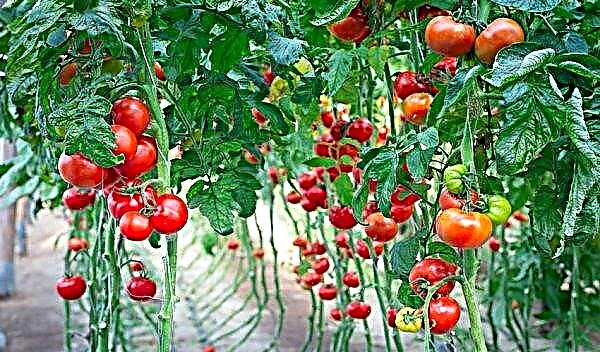 How to plant tomatoes in a greenhouse: the best varieties, at what distance, how to do it and how often to do it