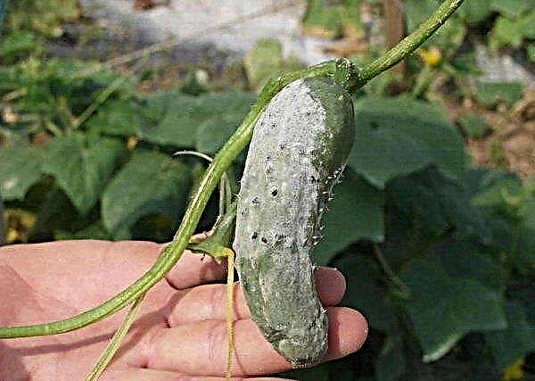 Variety of cucumbers Ekol: characteristics and description of the variety with photos, features of cultivation and care