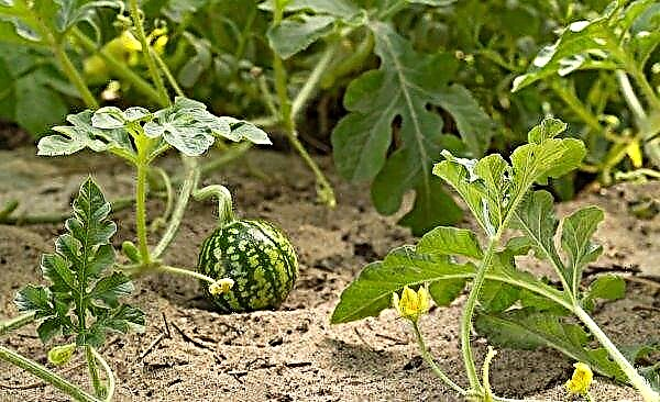 Vaccination of watermelon on a pumpkin: features, timing, methods, further care