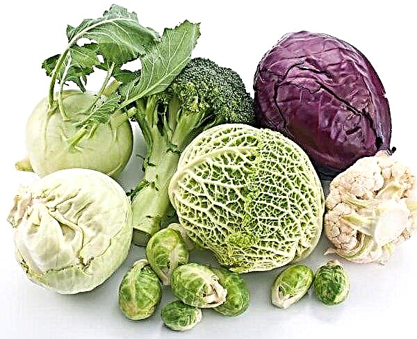 Cabbage for gastritis: is it possible to eat with high acidity, in which form is better