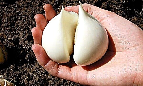 Garlic "Rocambol": photo and description, planting and care, cultivation, useful properties