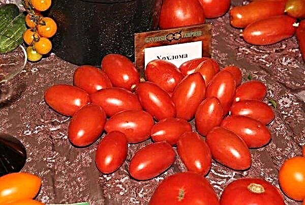 الطماطم "Khokhloma": خصائص ووصف الصنف ، الصورة ، المحصول ، الزراعة والرعاية ، المراجعات