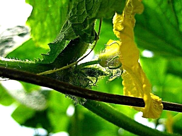 Краставица върху краставици в оранжерия: причини за това