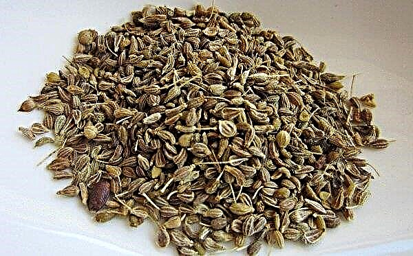 What is the difference between anise and cumin: what is the difference, the main differences