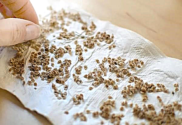 Domates tohumları düzgün bir şekilde nasıl toplanır