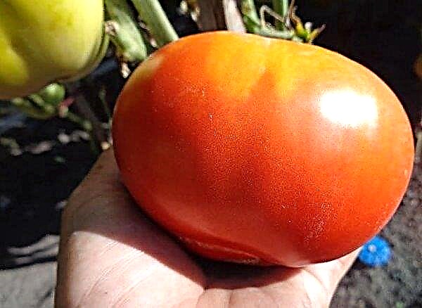 토마토 영원한 전화 : 다양성, 수확량, 재배 및 관리, 사진의 특성 및 설명