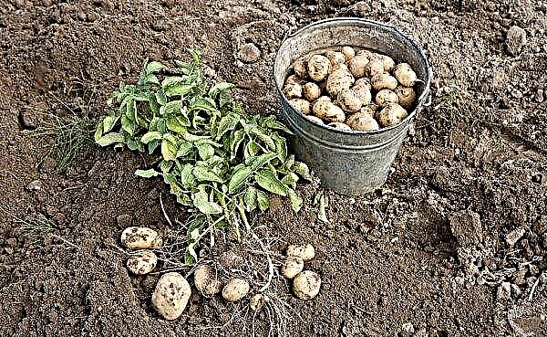 Potato variety Vega: characteristics and description, cultivation and productivity, methods of collection and storage, photo