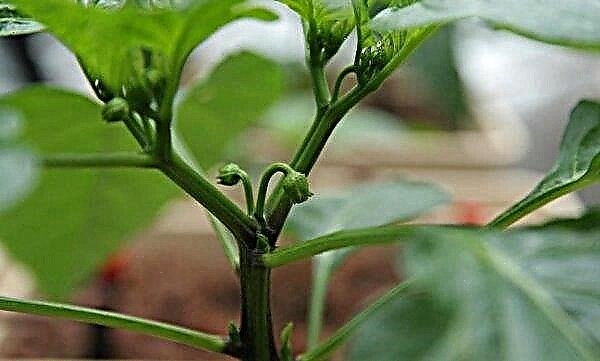 Pecking peppers in a greenhouse: how to do it, care features, video