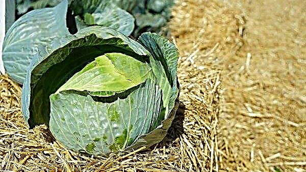 Cabbage variety Centurion: characteristics, features of application, agricultural technology of planting and cultivation on the site, photo