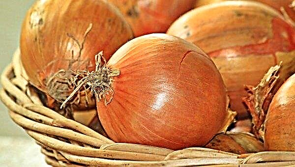How to prune onions for storage for the winter: methods and features