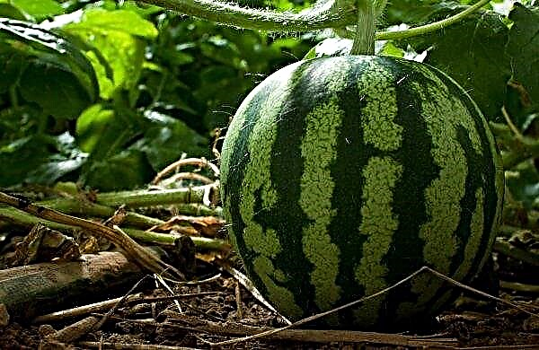 كيفية زراعة البطيخ في المنزل: أفضل أنواع البذر ، والرعاية المنزلية ، والصور