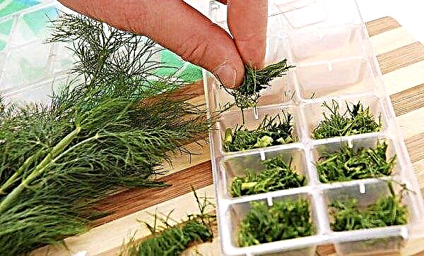 How to keep dill fresh: how much time and how to stock up properly, the main ways