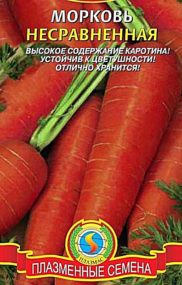 Carrot seeds: the best varieties for open ground, how to plant and store, photo, video