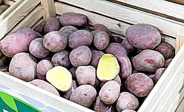 Bulvių veislės Rugiagėlės: aprašymas ir savybės, auginimo ir priežiūros ypatybės, nuotrauka