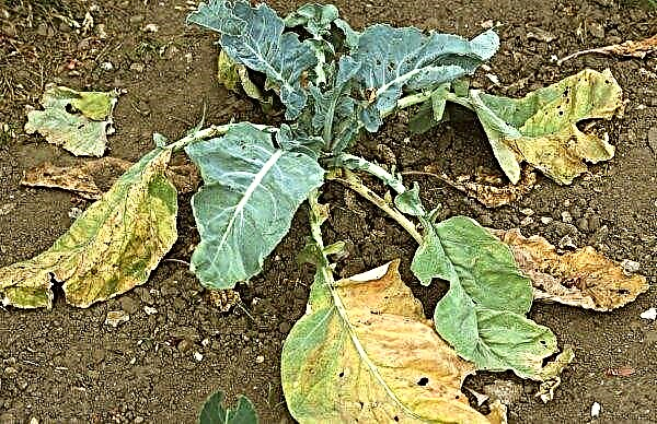 White cabbage Slava: characteristics and description of the variety, photo, planting and care
