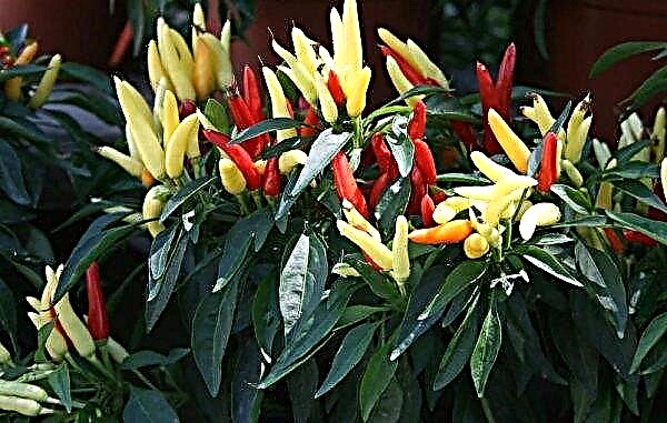 Capsicum pepper: edible or not, description and features of cultivation and care, photo