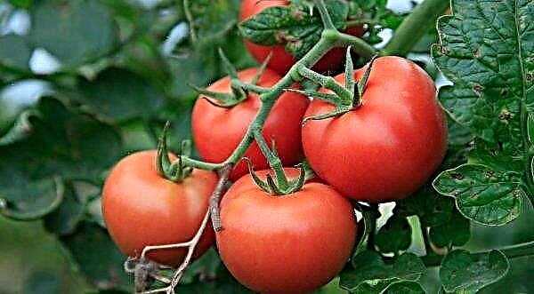Pomidorowy „Evpator”: charakterystyka i opis odmiany ze zdjęciem, plonem, cechami uprawy i pielęgnacji