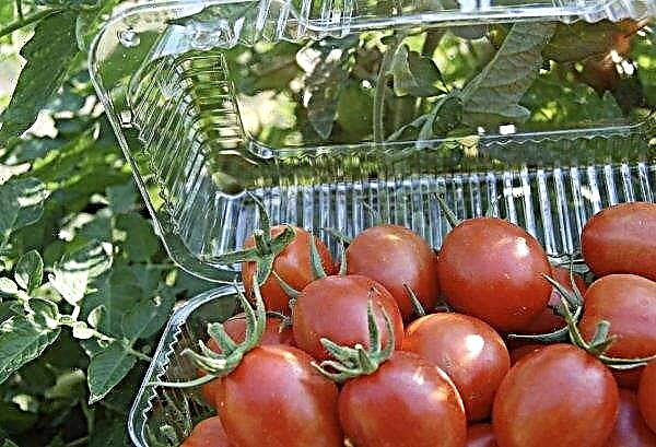 Crème de tomate: caractéristiques et description de la variété, rendement, caractéristiques de la culture et des soins, photo