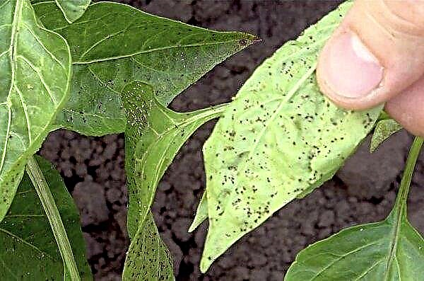 Aphid on pepper: why it appears, what to do and how to process pepper, photo