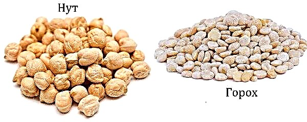 What is the difference between chickpeas (lamb, Turkish peas) from ordinary yellow peas: in composition, taste, characterization