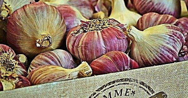 How to feed garlic in spring: fertilizer and watering tips, video