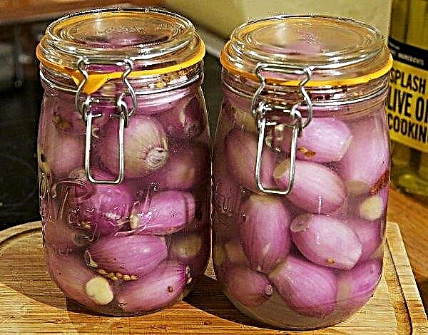 Treatment of prostatitis with onions: chemical composition, useful and harmful properties, contraindications