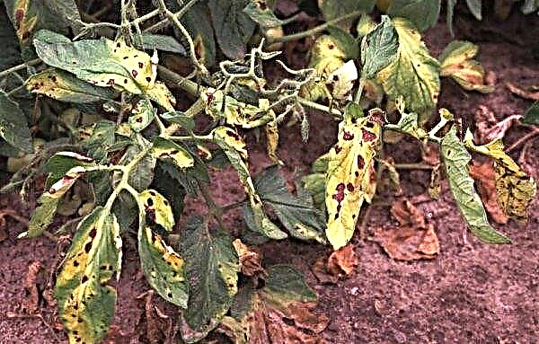 トマトローズマリーF1：品種の特徴と説明、写真、収量、播種、栽培、手入れの特徴