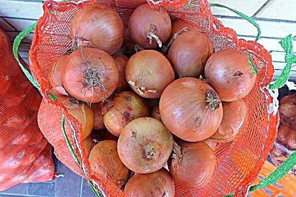 Onion Manas: beschrijving en kenmerken, teelt en verzorging, plagen en ziekten, foto