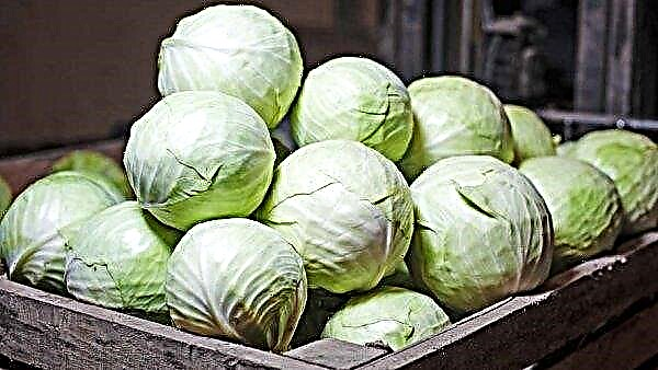Harvesting cabbage in Siberia: when and how to clean, timing, storage features of the crop