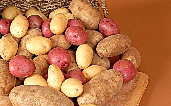 De bästa sorterna potatis för Sibirien: beskrivning och funktioner för odling, foto
