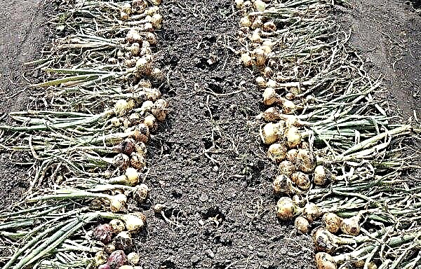 Chernushka onion: description and characteristics of the variety, sowing technology, especially cultivation and care, photos, video