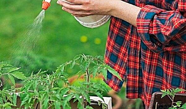 Traitement du furatsilinome de tomate du mildiou: règles de base, composition et préparation de la solution, conseils supplémentaires
