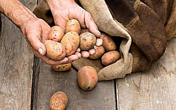 Зберігання картоплі в погребі: терміни зберігання сортів, температура